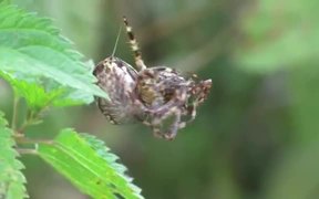 Mating Behaviour of European Garden Spiders - Animals - VIDEOTIME.COM