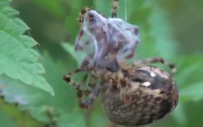 Mating Behaviour of European Garden Spiders - Animals - VIDEOTIME.COM