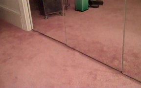 The Dog Mirror Test - Animals - VIDEOTIME.COM