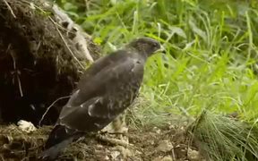 Honey Buzzard Plundering a Nest - Animals - VIDEOTIME.COM