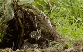 Honey Buzzard Plundering a Nest - Animals - VIDEOTIME.COM