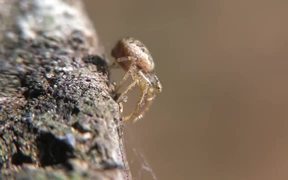 Crab Spider (Xysticus audax) in Macro - Animals - VIDEOTIME.COM