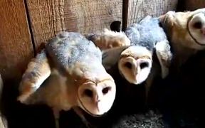 Three Barn Owls Hissing and Clicking - Animals - VIDEOTIME.COM