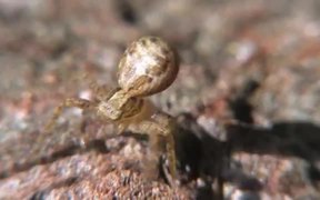 Crab Spider (Xysticus audax) in Macro