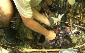 Catching Giant Coconut Crab Alive
