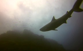 Cocos Island Dive Trip 2014 - Fun - VIDEOTIME.COM