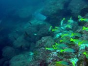 Cocos Island Dive Trip 2014 - Fun - Y8.COM