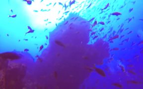 Cocos Island Dive Trip 2014