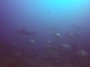 The Hammerhead Shark near Costa Rica - Fun - Y8.COM