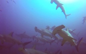 The Hammerhead Shark near Costa Rica - Fun - VIDEOTIME.COM