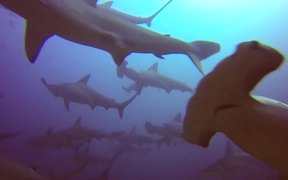 The Hammerhead Shark near Costa Rica