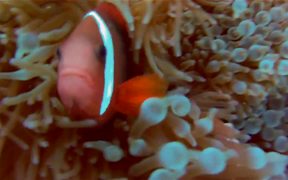 Pretty Reefs of Palau - Fun - VIDEOTIME.COM