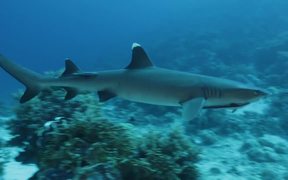 White Tip Reef Shark in Habitat - Animals - VIDEOTIME.COM