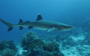 White Tip Reef Shark in Habitat