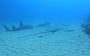 Giant Sting Rays and Sharks