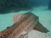 Leopard Shark Hangs Out with Remoras Close Up