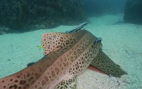 Leopard Shark Hangs Out with Remoras Close Up