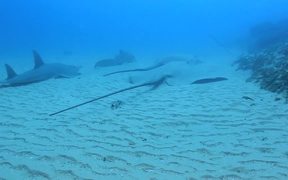 Giant Sting Rays and Sharks