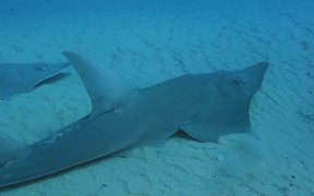 Stunning Guitar Sharks - Animals - VIDEOTIME.COM