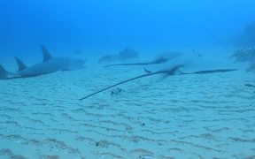 Giant Sting Rays and Sharks - Animals - VIDEOTIME.COM