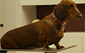 Wiener-Dog Official Trailer