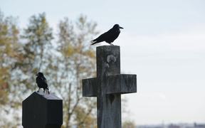 Craves at Cemetery - Animals - VIDEOTIME.COM
