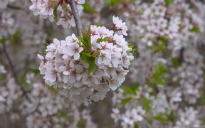 Japanese Cherry Bloom