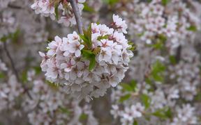 Japanese Cherry Bloom