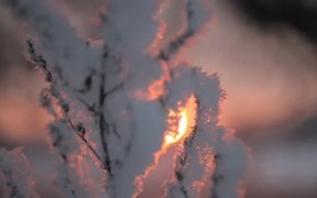 Into the Sun - Winter Fairy