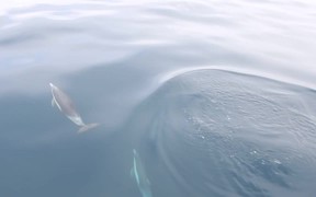 Dolphins Swimming in Front of the Boat