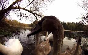 Feeding Swans