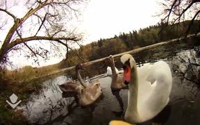 Feeding Swans - Fun - VIDEOTIME.COM