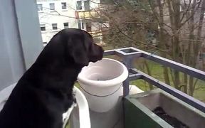 Dog Imitates Siren - Animals - VIDEOTIME.COM