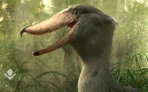 Lunch for a Shoebill - Strange Funny Bird - Animals - VIDEOTIME.COM