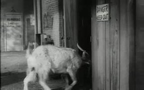 The Andy Griffith Show: The Loaded Goat - Fun - VIDEOTIME.COM