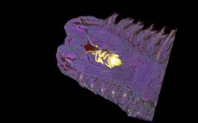 3D Reconstruction of the Lumbrineris Latreilli - Tech - VIDEOTIME.COM