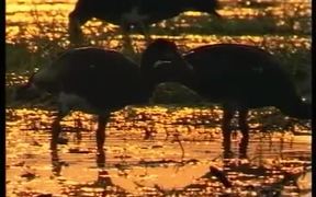 Under the sun of Zimbabwe - Animals - VIDEOTIME.COM