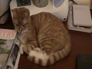 A Ginger Cat Relaxing