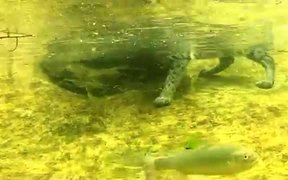 Cat Catches Living Fish
