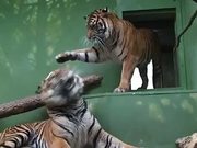 Tiger Mate in Zoo