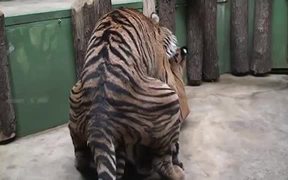 Tiger Mate in Zoo