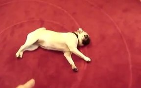 Best Dog Trick Ever - Play Dead Pug - Animals - VIDEOTIME.COM