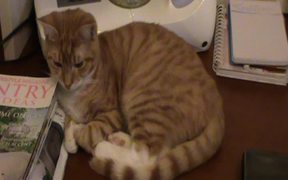 A Ginger Cat Relaxing