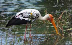 A Painted Stork Wading For Something To Eat