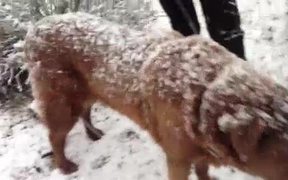 Snow Dogs