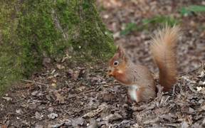 Squirrels at Alverstone Mead