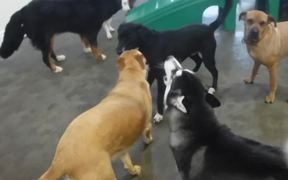 Dogs having a Good Time