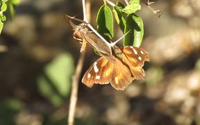 American Snout Butterfly Courtship