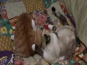 Young Cats Play-Fighting and Cleaning