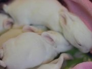 Baby Bunnies with an Epic Soundtrack